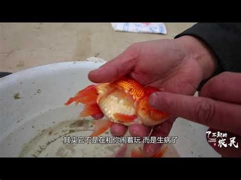 魚死了怎麼辦|避免魚隻死亡 新手養魚須知 – 寵物百科